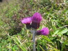 Cirsium rivulare