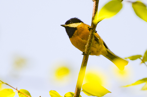 Pere David's Tit (Poecile davidi), photo 9