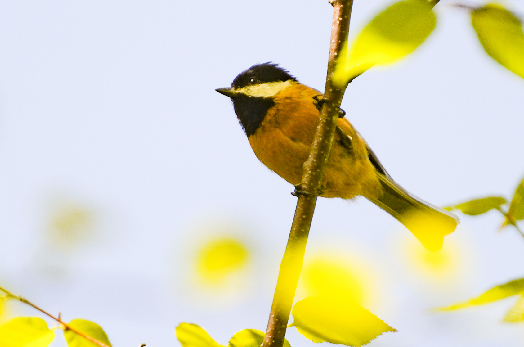 Pere David's Tit (Poecile davidi), photo 2