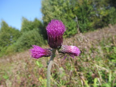 Cirsium rivulare