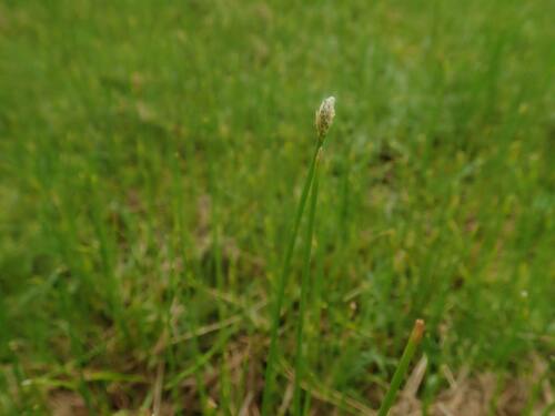 Eleocharis parvinux iNat (1)