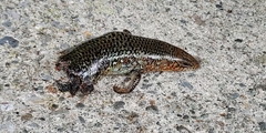 Plestiodon leucostictus
