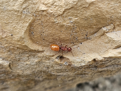 Bradley's Field Ant photo 5