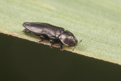 Aphanisticus cochinchinae