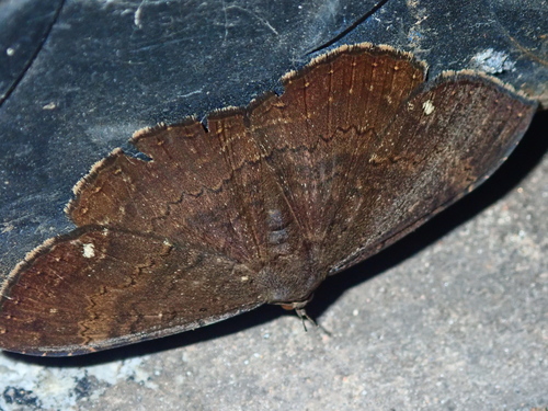 Hemeroblemma malitiosa