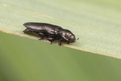 Aphanisticus cochinchinae