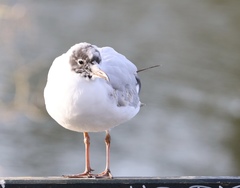 Chroicocephalus ridibundus