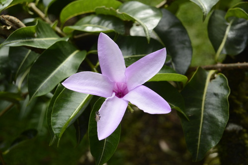 Cryptostegia madagascariensis image