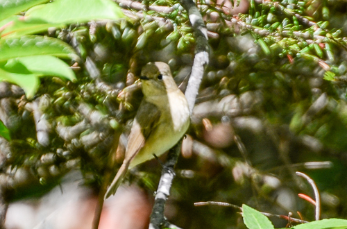 Slaty-backed Flycatcher (Ficedula erithacus), photo 6