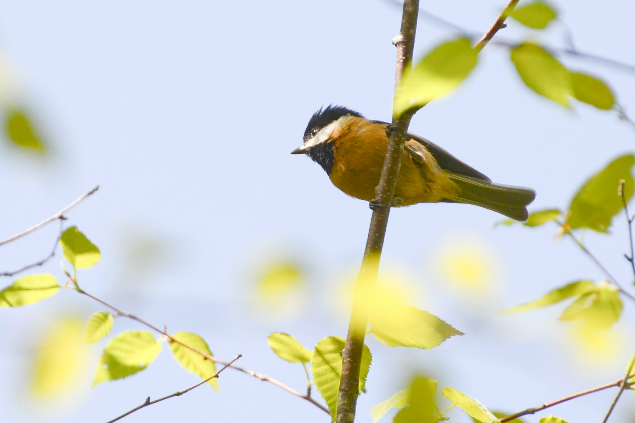 Pere David's Tit (Poecile davidi), photo 3