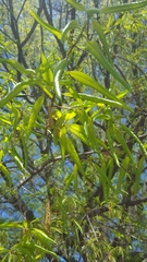Quercus phellos