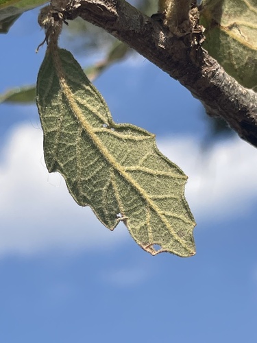 Mexican red oak