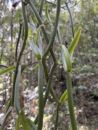 Poit's vanilla (Vanilla poitaei)