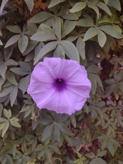 Ipomoea cairica image