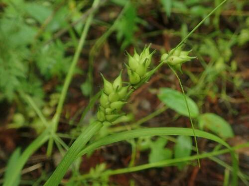Carex idzuroei iNat (1)