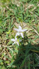 Claytonia virginica