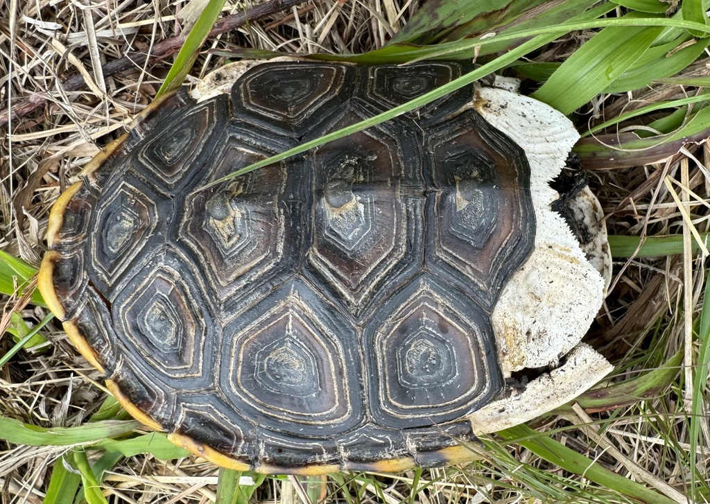 Diamondback Terrapin in January 2024 by Laura Gaudette · iNaturalist