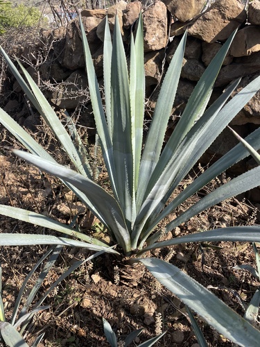 Foto de Agave-azul