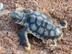 Flatback Turtle photo 4