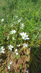 Ornithogalum umbellatum