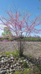Cercis canadensis