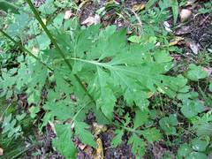 Artemisia sylvatica