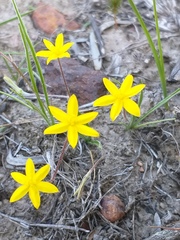 Hypoxis floccosa