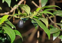 Cryptocarya