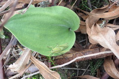 Eriospermum brevipes