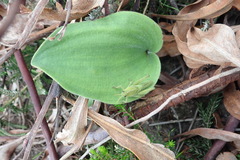 Eriospermum brevipes