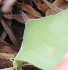 Eriospermum brevipes