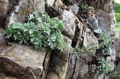 Artemisia pannosa