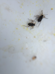 Gerromorpha