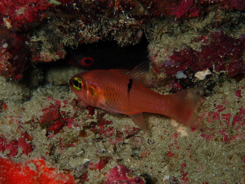 Roze kardinaalbaars (Apogon pacificus) — Apogonidae
