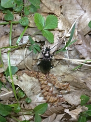 Carabus italicus