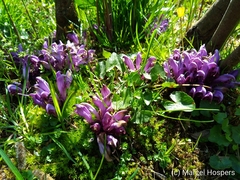 Lathraea clandestina