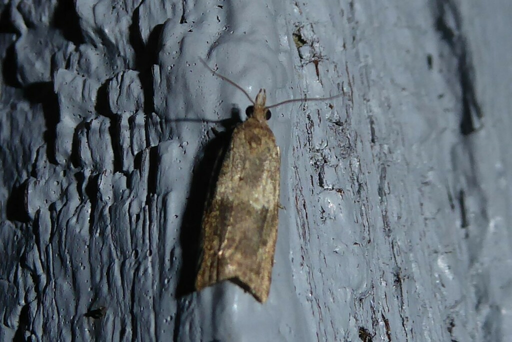 Archipini from Waikouaiti, New Zealand on January 16, 2024 at 10:32 PM ...