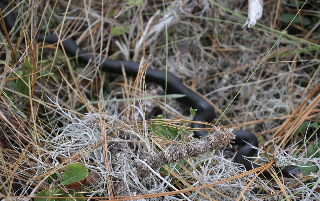 Southern Black Racer from Sarasota County, FL, USA on January 24, 2024 ...