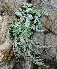 Artemisia pannosa