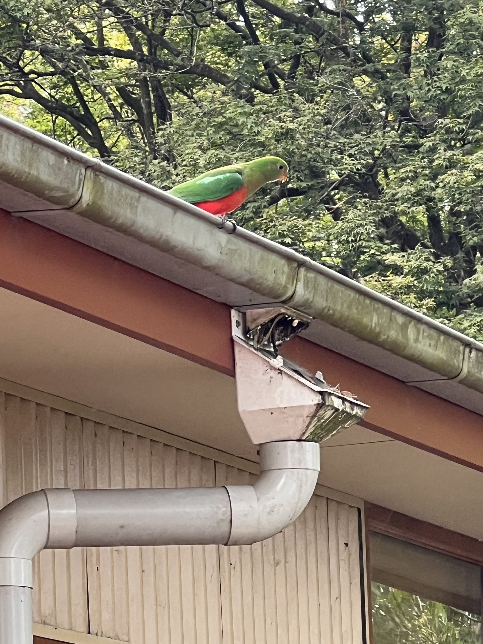 Australian King-Parrot (Alisterus scapularis)