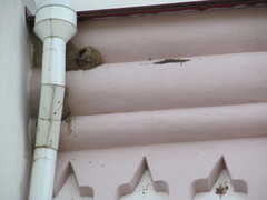 Delichon urbicum