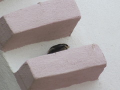 Delichon urbicum