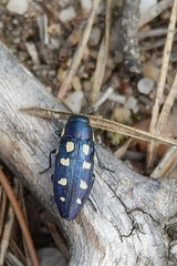 Buprestis octoguttata