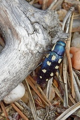 Buprestis octoguttata