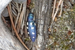 Buprestis octoguttata