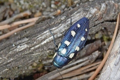 Buprestis octoguttata