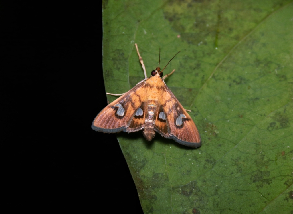 Nosophora quadrisignata