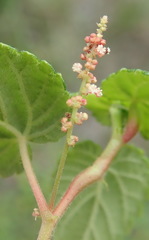 Acalypha capensis