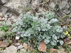 Artemisia pannosa