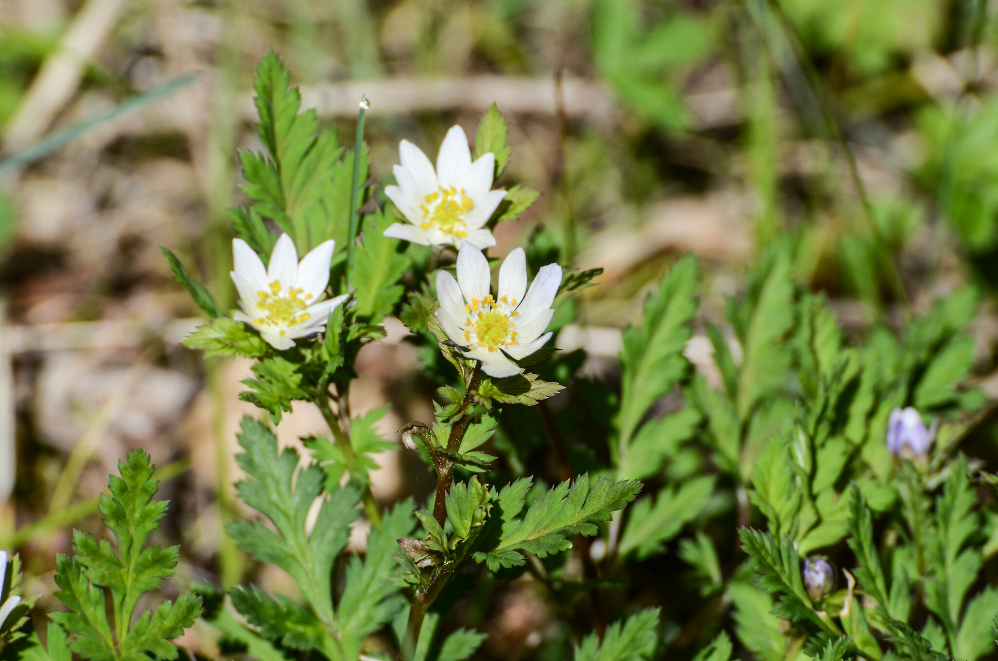 Adonis davidii